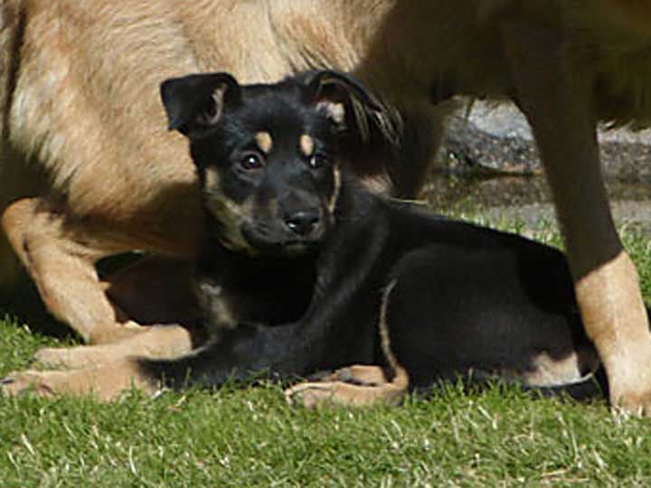 chinook puppy